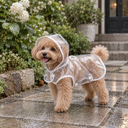 Rainy Day – Áo Mưa Trong Suốt Cho Chó